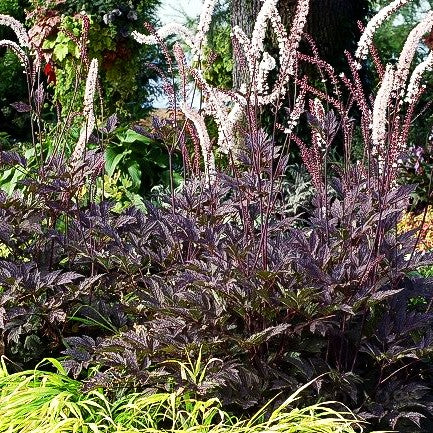 Juli-Silberkerze 'Black Negligee' (Cimicifuga racemosa)