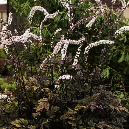 Juli-Silberkerze 'Black Negligee' (Cimicifuga racemosa)