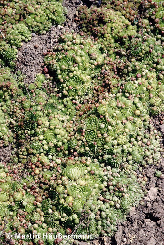 Jupiterbart (Jovibarba globifera ssp.globifera)