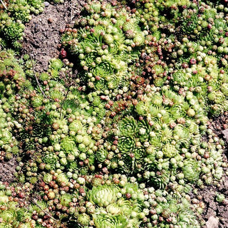 Jupiterbart (Jovibarba globifera ssp.globifera)