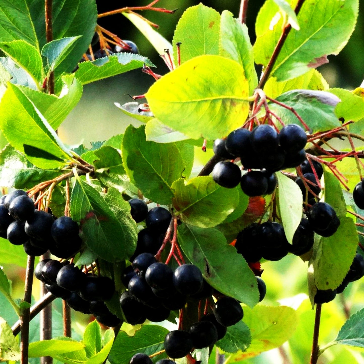 Kahle Apfelbeere 'Hugin' (Aronia melanocarpa)