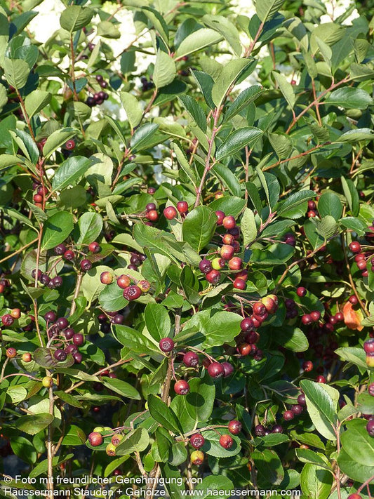 Kahle Apfelbeere 'Nero' (Aronia melanocarpa)
