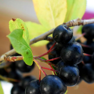 Kahle Apfelbeere 'Nero' (Aronia melanocarpa)