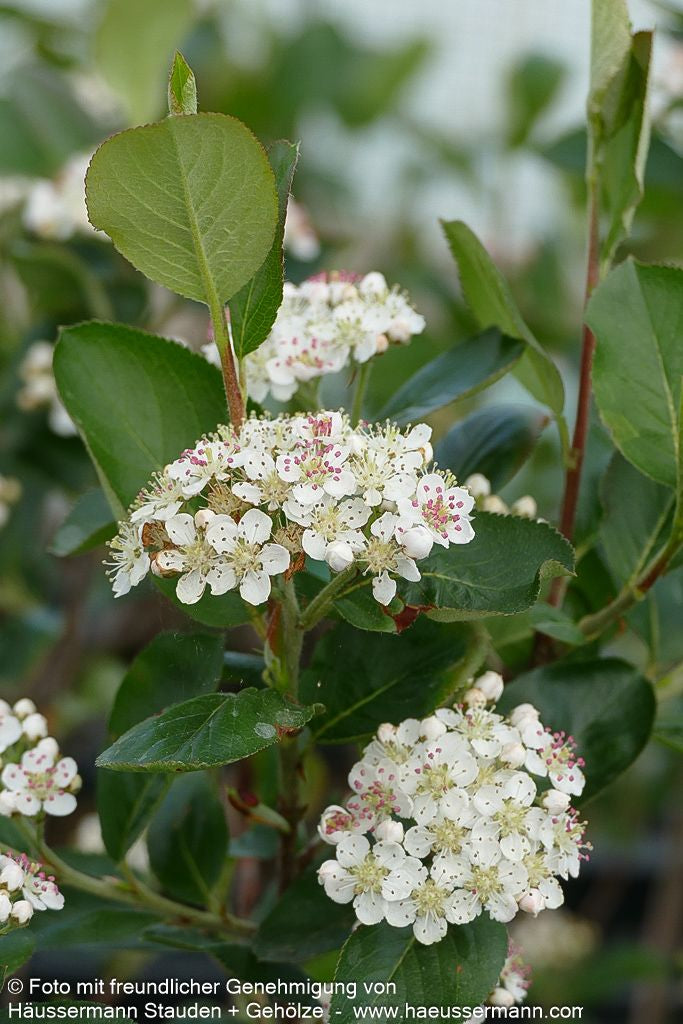Kahle Apfelbeere 'Nero' (Aronia melanocarpa)