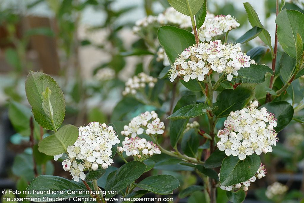 Kahle Apfelbeere 'Nero' (Aronia melanocarpa)