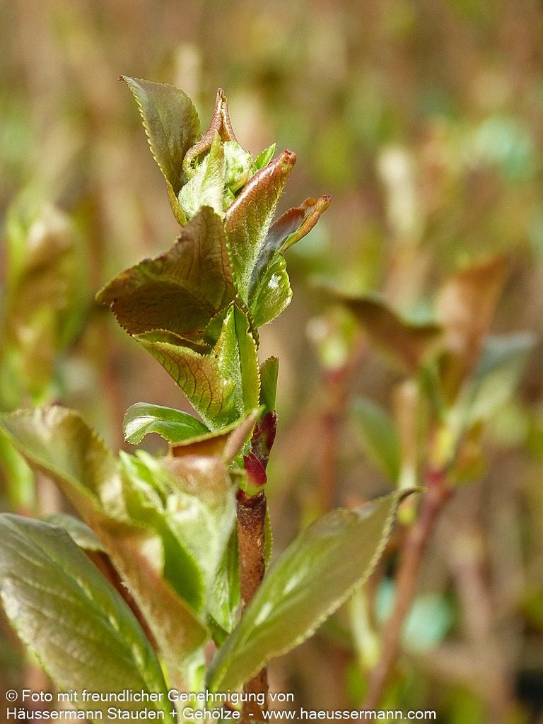 Kahle Apfelbeere 'Nero' (Aronia melanocarpa)