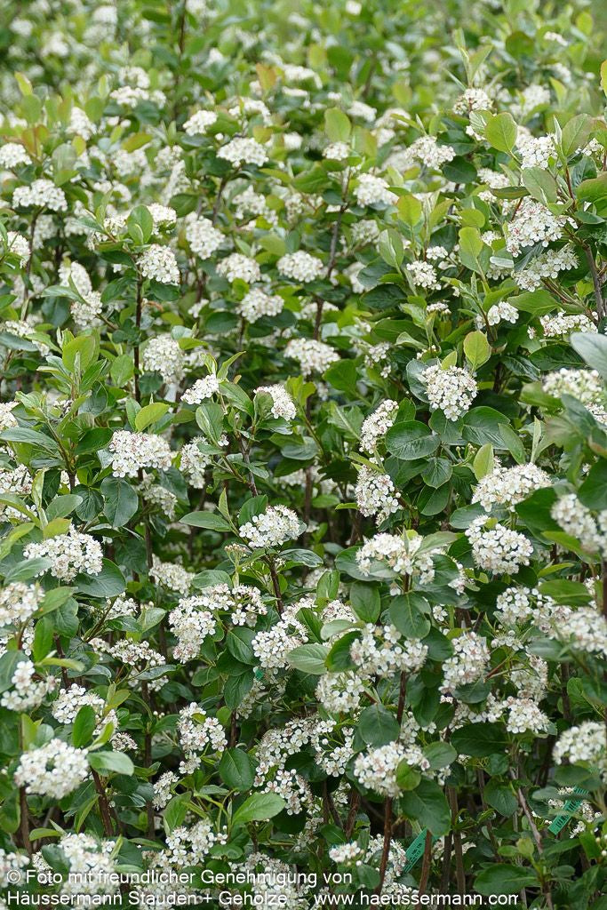 Kahle Apfelbeere 'Nero' (Aronia melanocarpa)