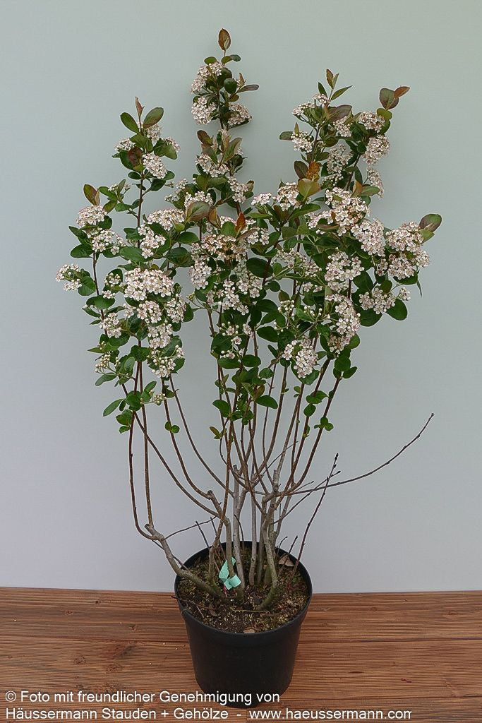 Kahle Apfelbeere 'Nero' (Aronia melanocarpa)