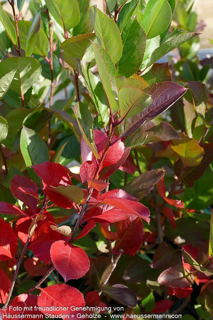 Kahle Apfelbeere 'Nero' (Aronia melanocarpa)