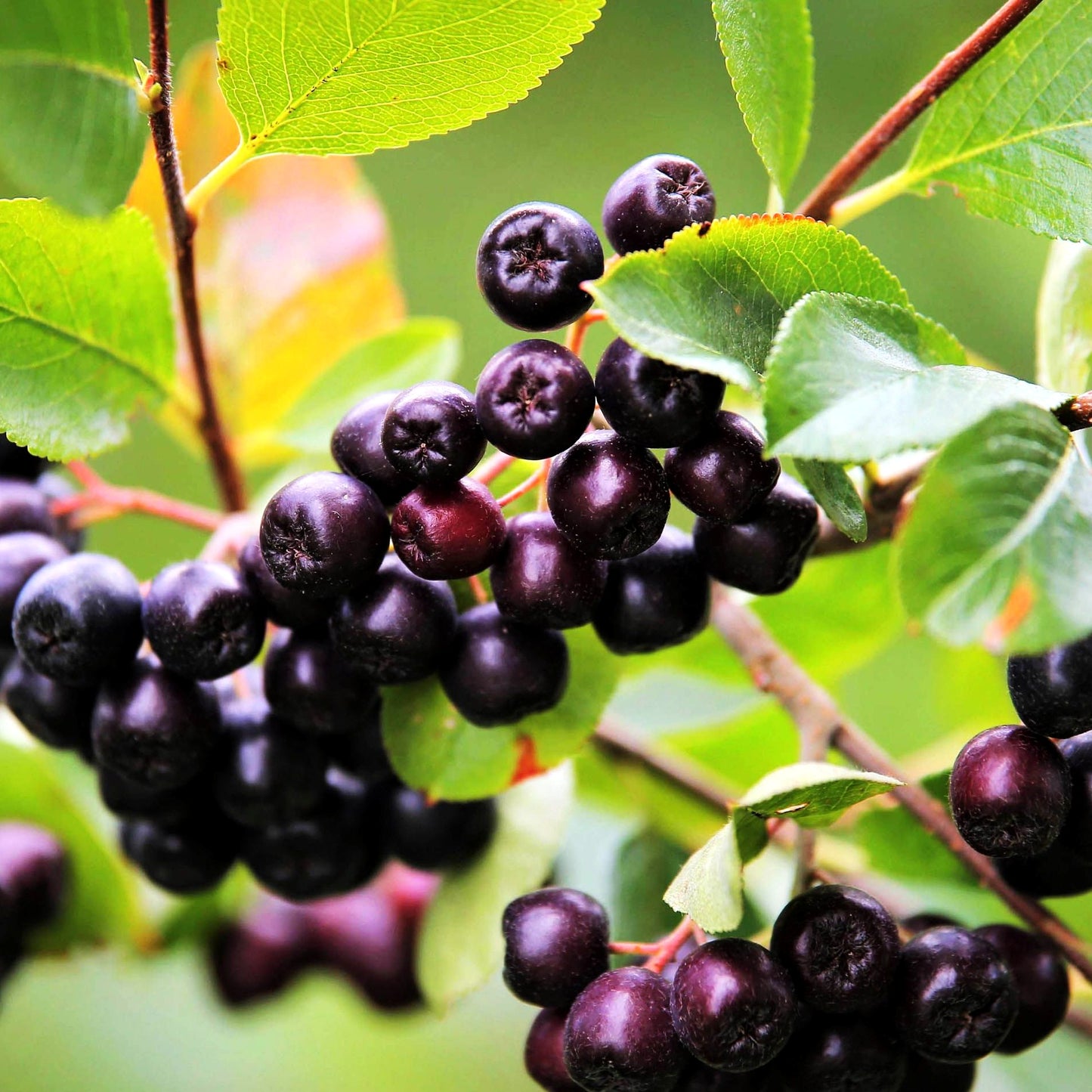 Kahle Apfelbeere 'Viking' (Aronia melanocarpa)