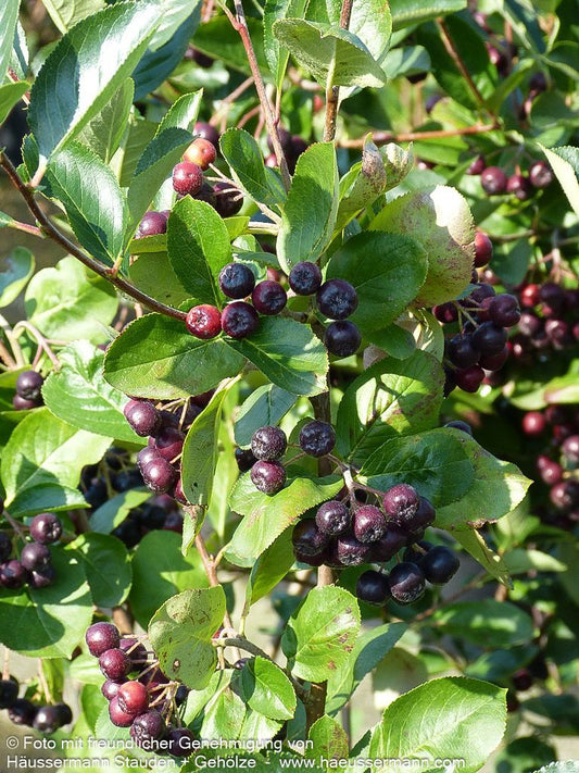 Kahle Apfelbeere 'Viking' (Aronia melanocarpa)