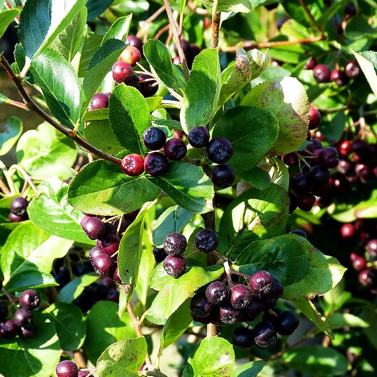 Kahle Apfelbeere 'Viking' (Aronia melanocarpa)