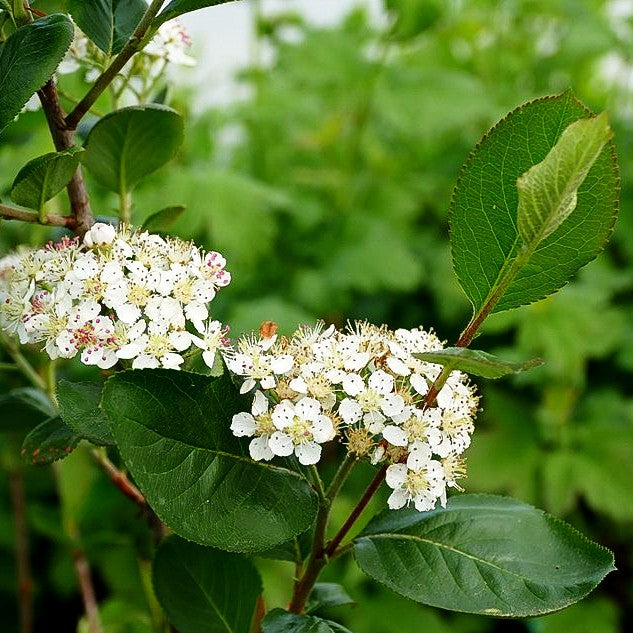Kahle Apfelbeere 'Viking' (Aronia melanocarpa)