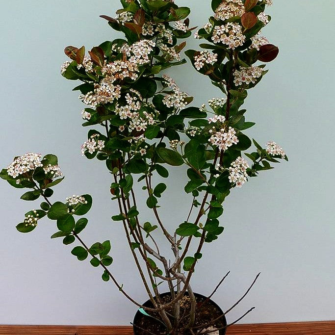 Kahle Apfelbeere 'Viking' (Aronia melanocarpa)