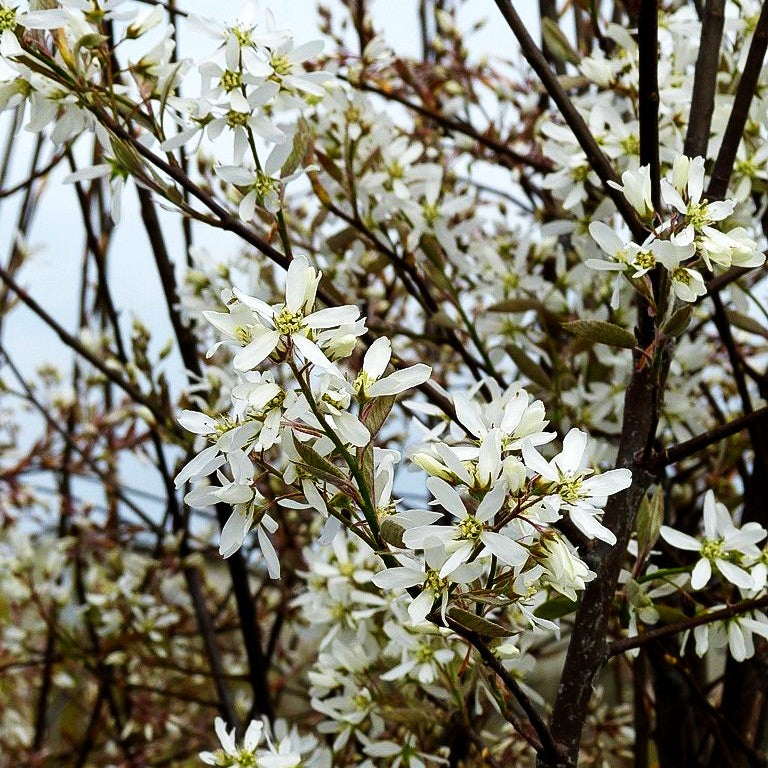 Kahle Felsenbirne (Amelanchier laevis)