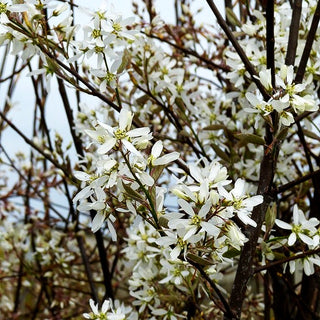 Kahle Felsenbirne (Amelanchier laevis)