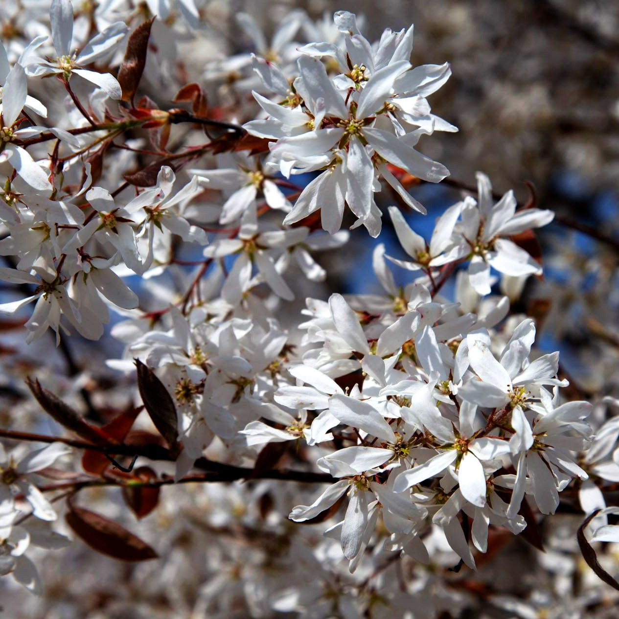 Kahle Felsenbirne (Amelanchier laevis)