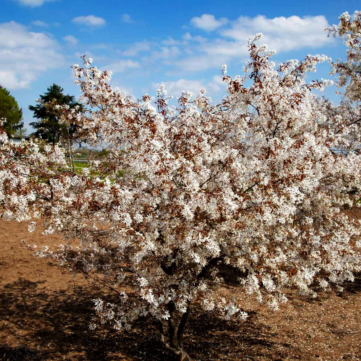 Kahle Felsenbirne (Amelanchier laevis)