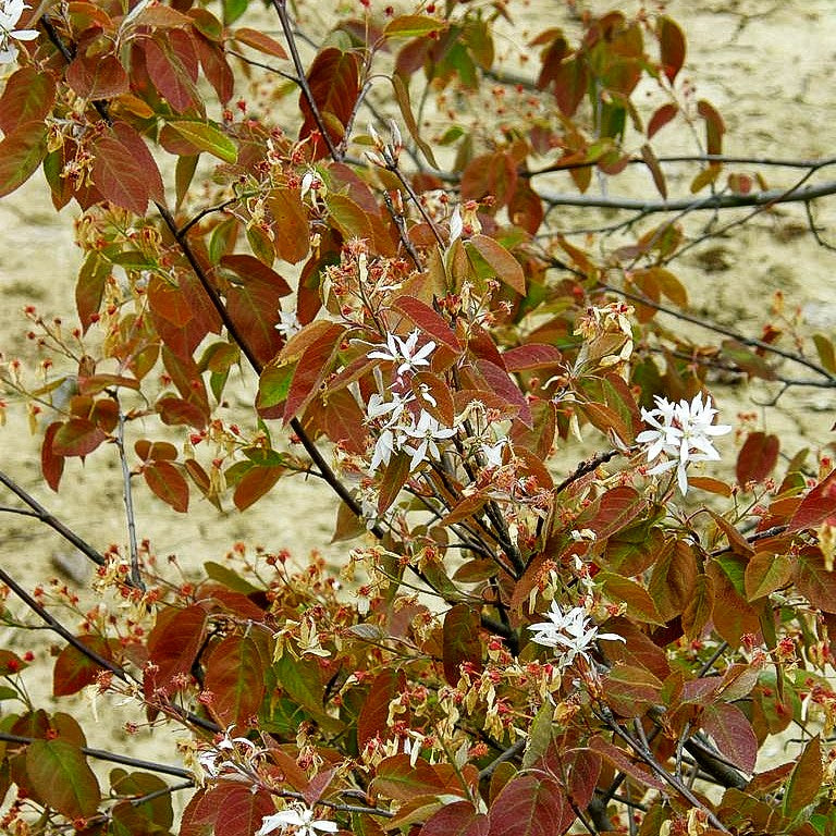 Kahle Felsenbirne (Amelanchier laevis)