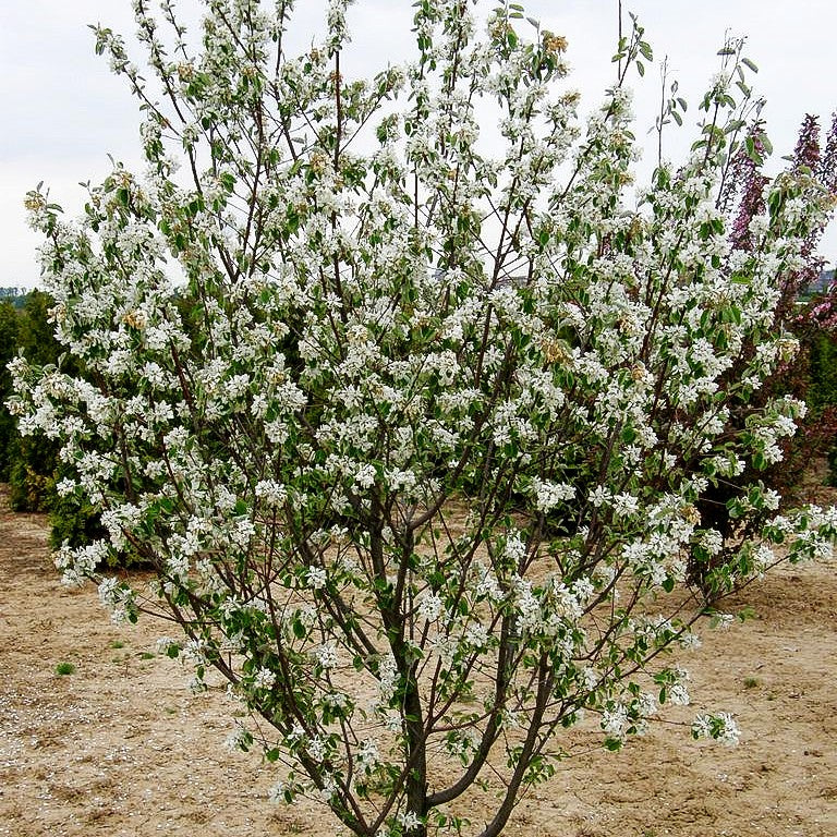 Kahle Felsenbirne 'Edelweiß' (Amelanchier laevis)