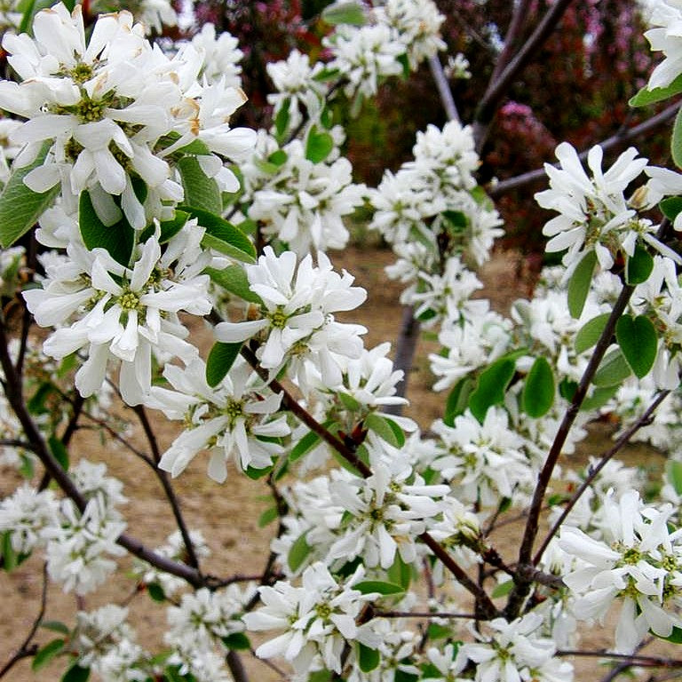 Kahle Felsenbirne 'Edelweiß' (Amelanchier laevis)