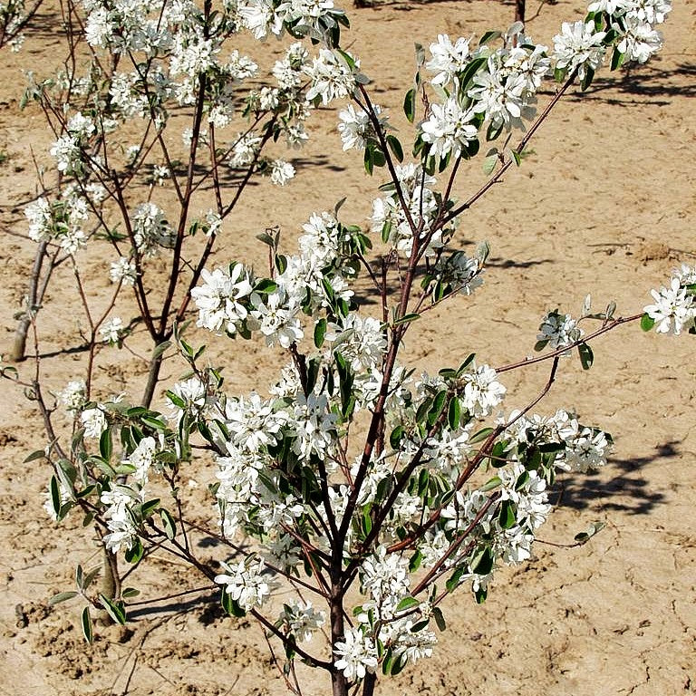 Kahle Felsenbirne 'Edelweiß' (Amelanchier laevis)