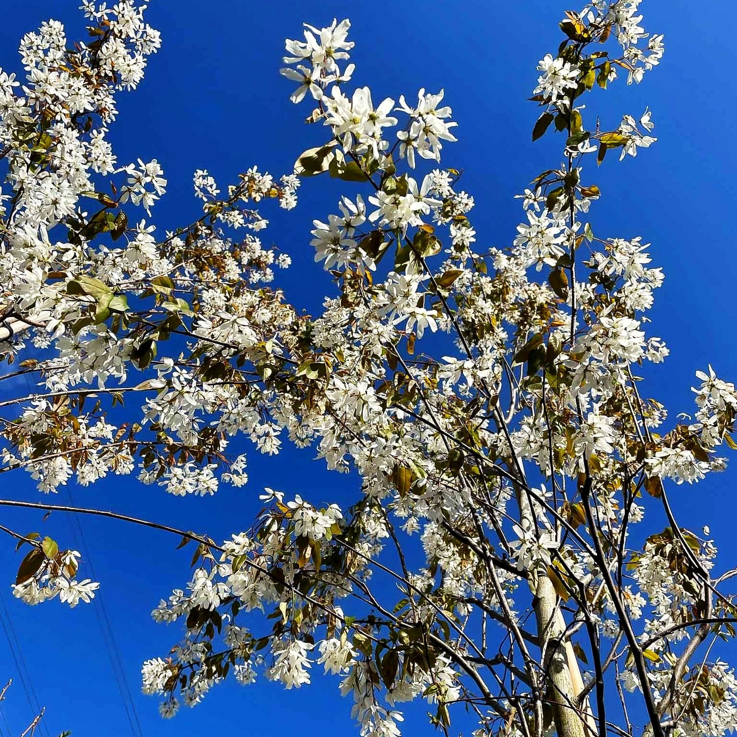 Kahle Felsenbirne 'Snowflakes' (Amelanchier laevis)