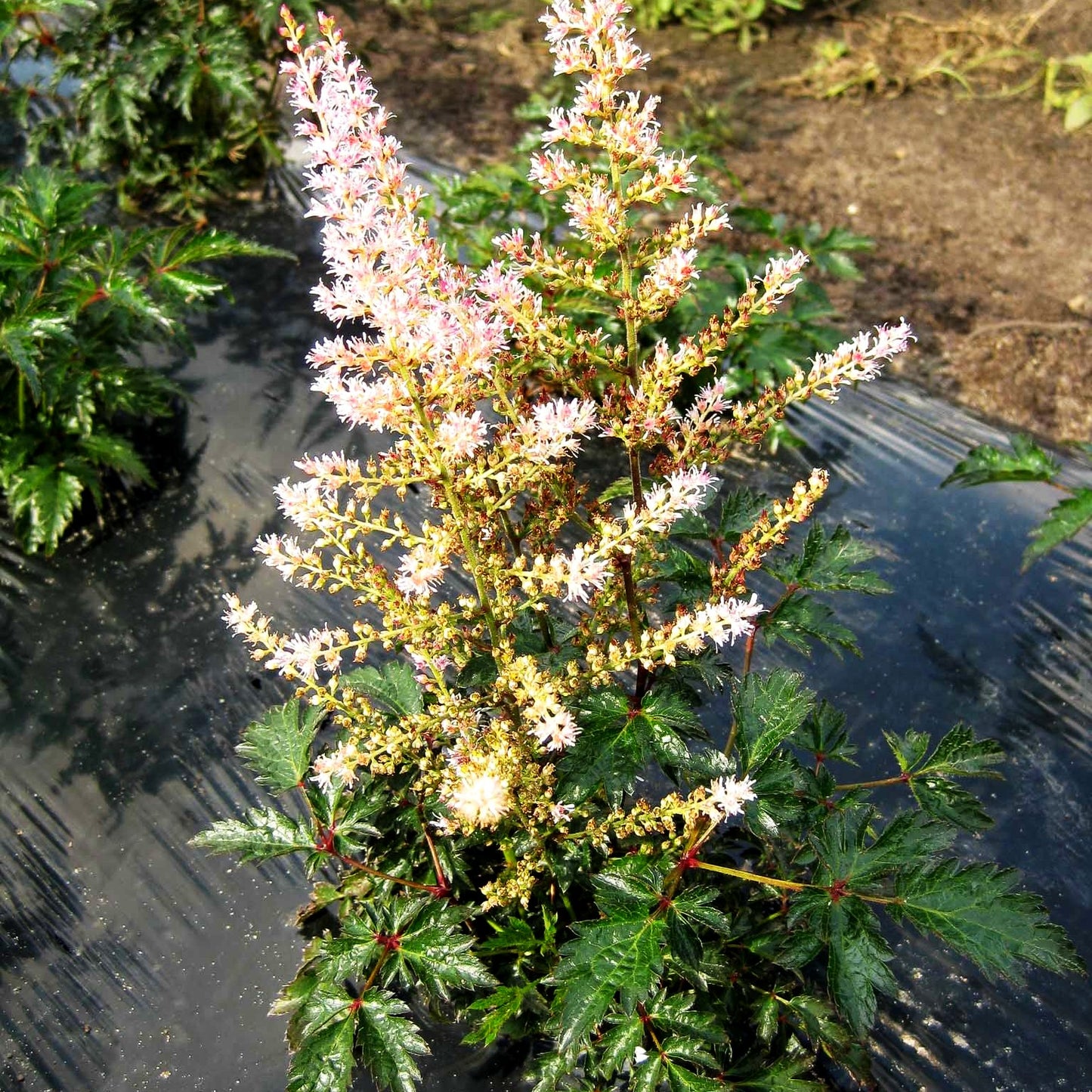 Kahle Prachtspiere 'Hennie Graafland' (Astilbe glaberrima)