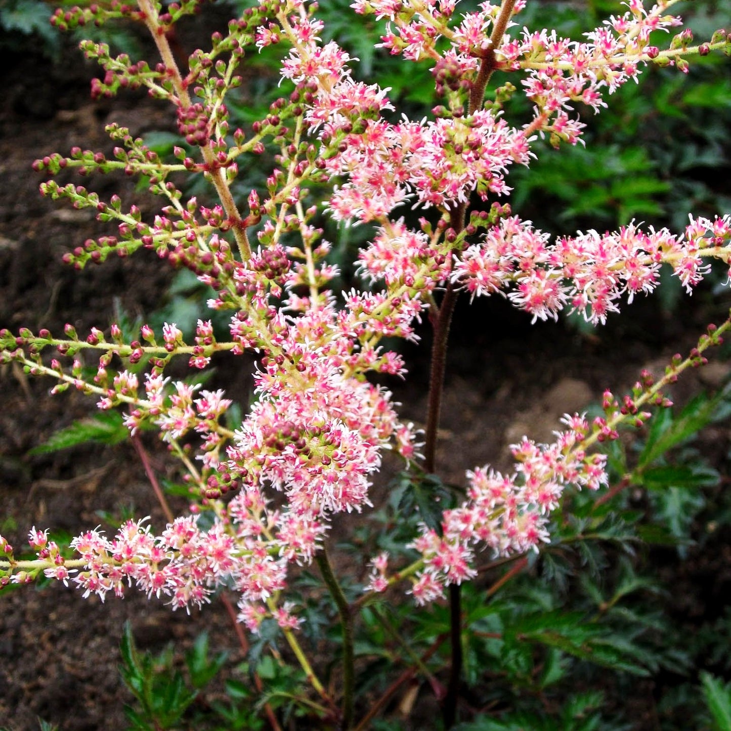 Kahle Zwerg-Prachtspiere 'Sprite' (Astilbe glaberrima)