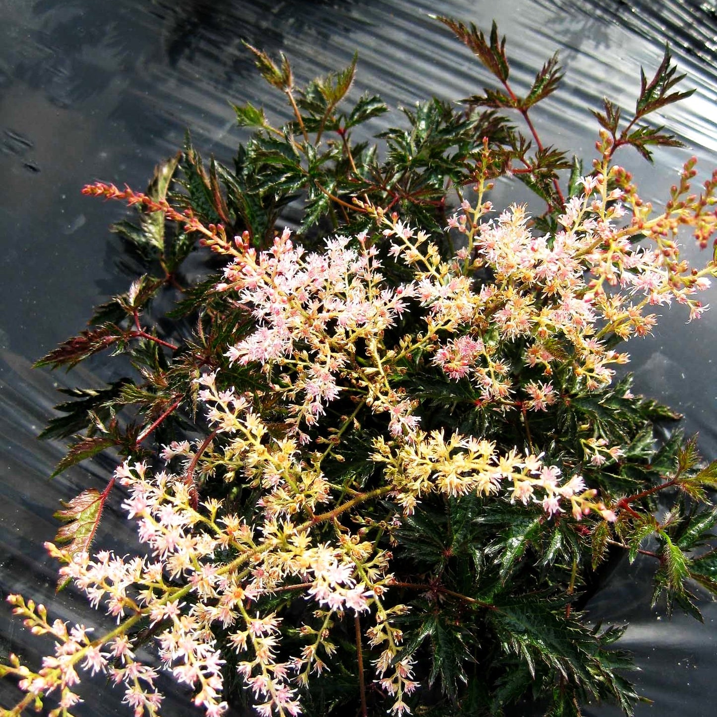 Kahle Zwerg-Prachtspiere 'Sprite' (Astilbe glaberrima)