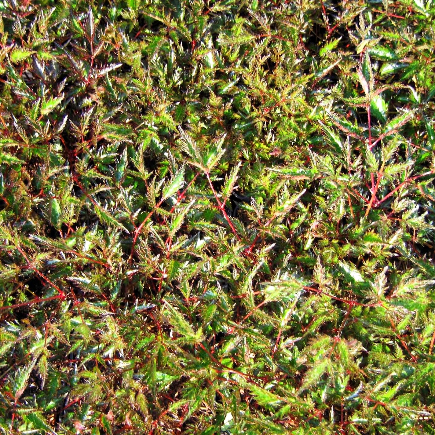 Kahle Zwerg-Prachtspiere 'Sprite' (Astilbe glaberrima)