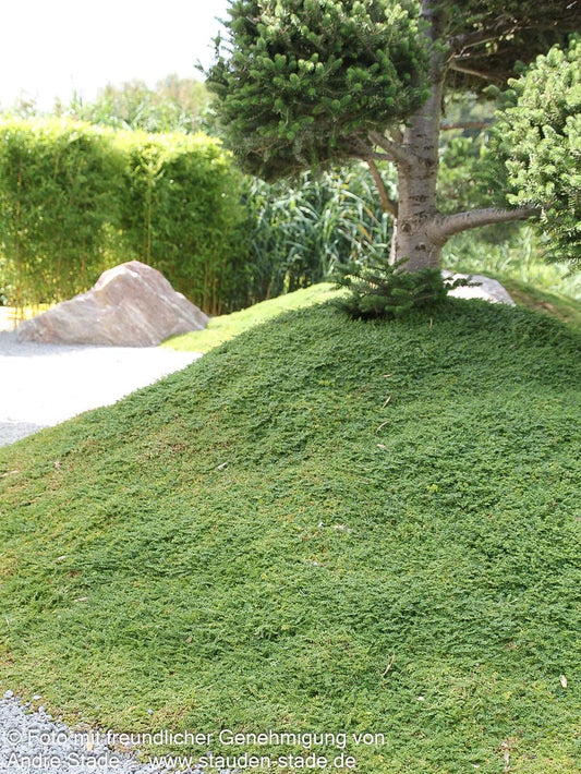 Kahles Bruchkraut (Herniaria glabra)