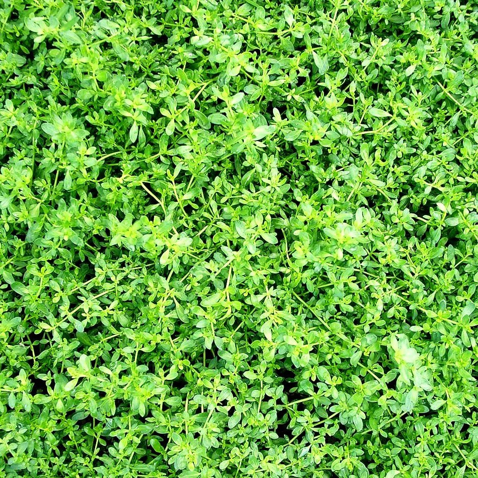 Kahles Bruchkraut (Herniaria glabra)