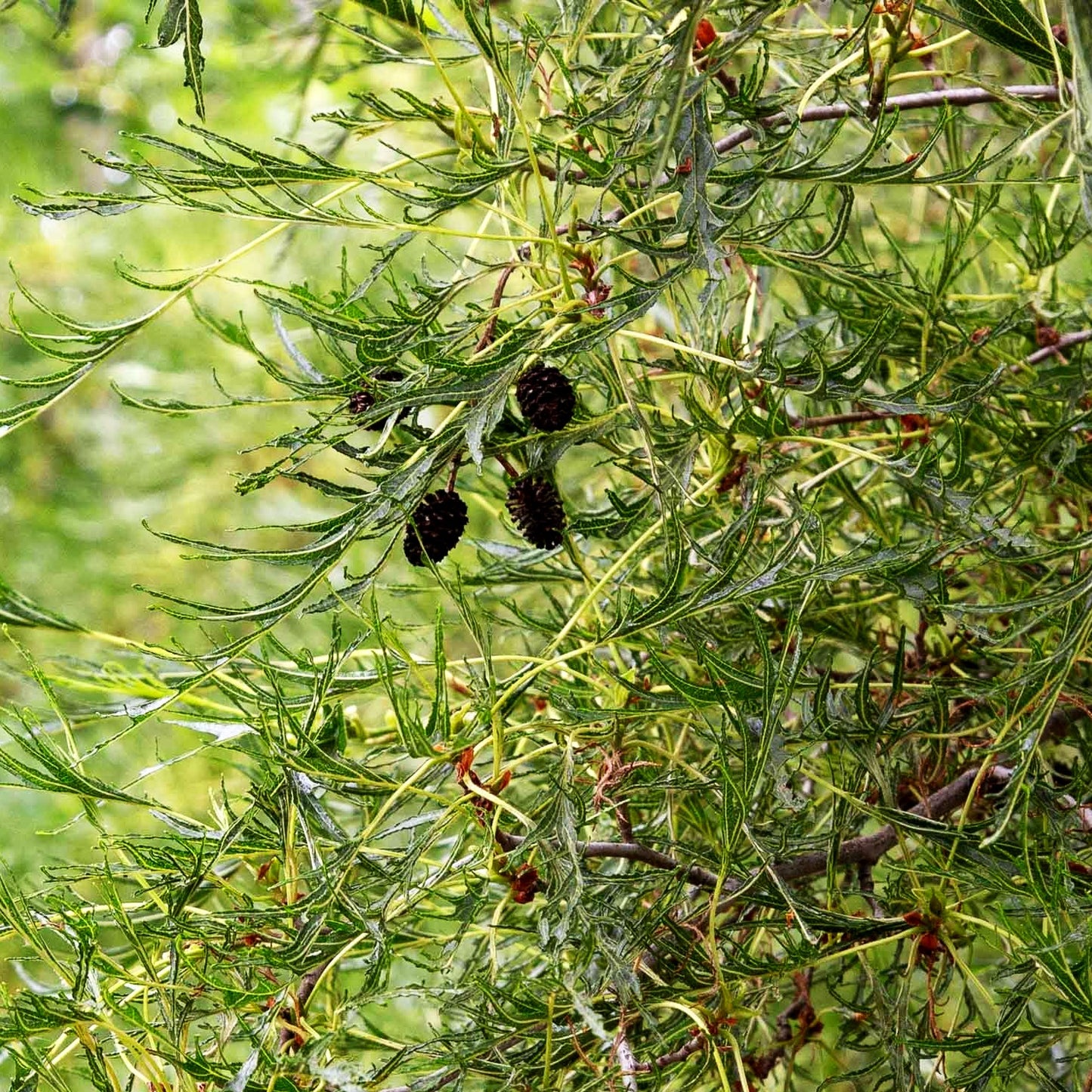 Kaiser-Erle 'Imperialis' (Alnus glutinosa)