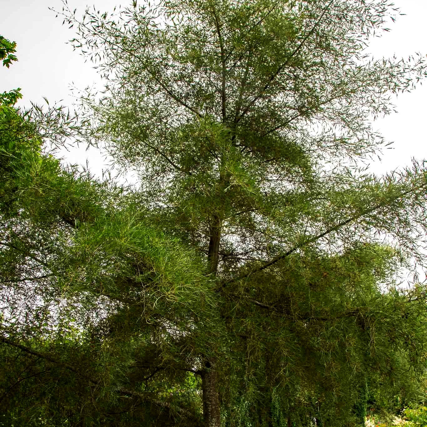 Kaiser-Erle 'Imperialis' (Alnus glutinosa)