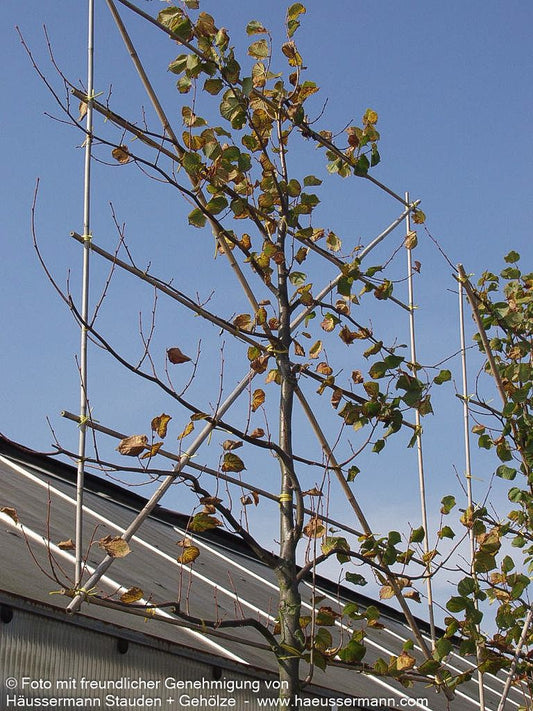 Kaiser-Linde 'Pallida' (Tilia x intermedia)