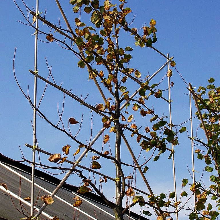 Kaiser-Linde 'Pallida' (Tilia x intermedia)