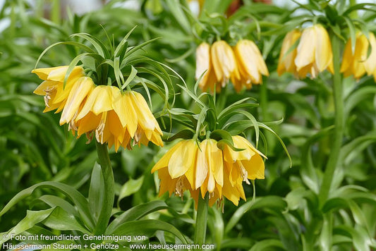 Kaiserkrone 'Lutea Maxima' (Fritillaria imperialis)