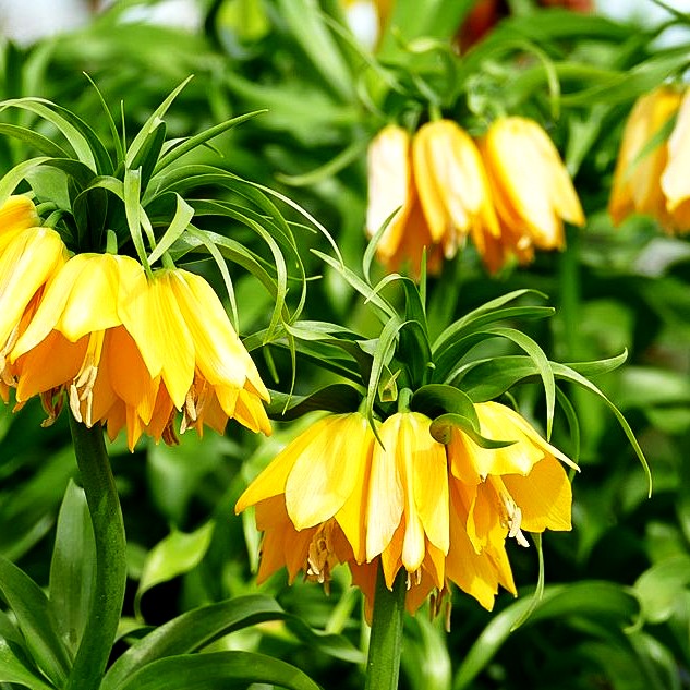 Kaiserkrone 'Lutea Maxima' (Fritillaria imperialis)