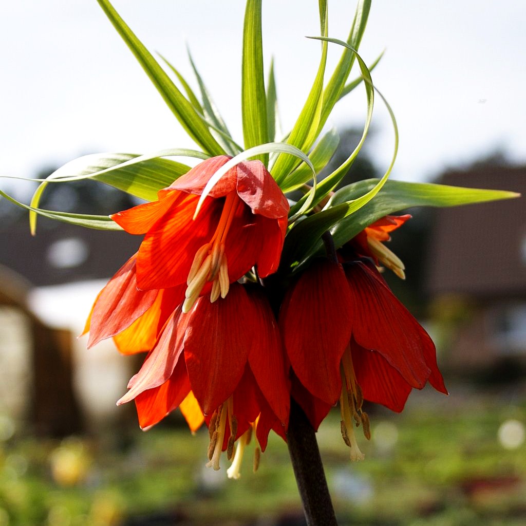 Kaiserkrone 'Rubra Maxima' (Fritillaria imperialis)
