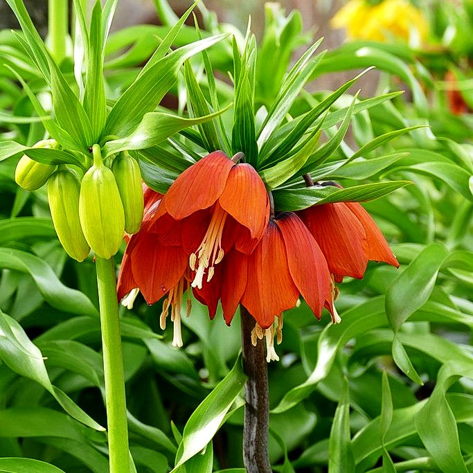 Kaiserkrone 'Rubra Maxima' (Fritillaria imperialis)