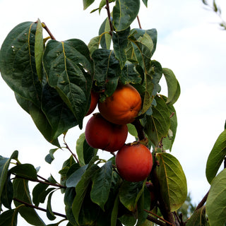 Kakipflaume (Diospyros kaki)