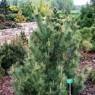 Kalifornische Berg-Kiefer 'Ammerland' (Pinus monticola)