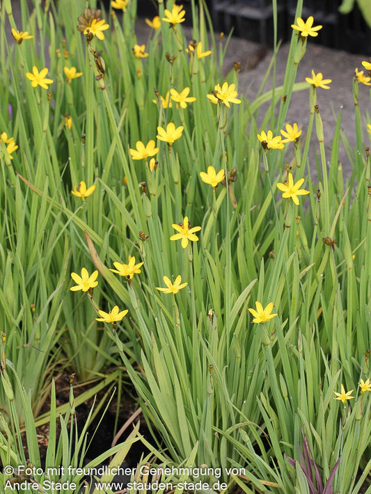 Kalifornische Binsenlilie (Sisyrinchium californicum)