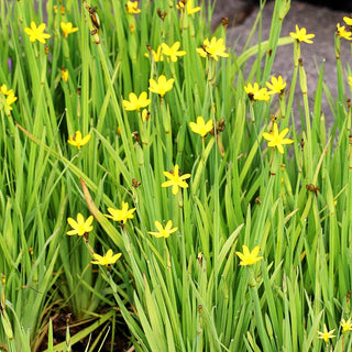 Kalifornische Binsenlilie (Sisyrinchium californicum)