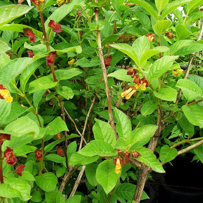 Kalifornische Heckenkirsche (Lonicera ledebourii)