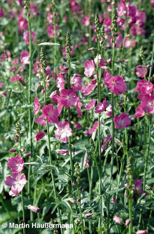 Kalifornische Schmuckmalve 'Rosanna' (Sidalcea malviflora)