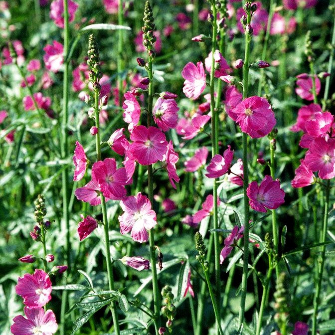 Kalifornische Schmuckmalve 'Rosanna' (Sidalcea malviflora)