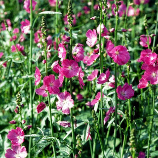 Kalifornische Schmuckmalve 'Rosanna' (Sidalcea malviflora)