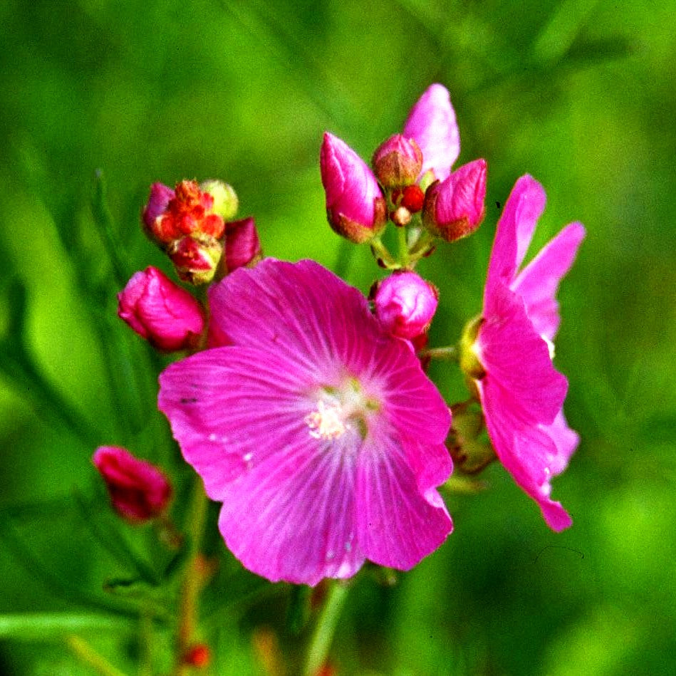 Kalifornische Schmuckmalve 'Rosanna' (Sidalcea malviflora)